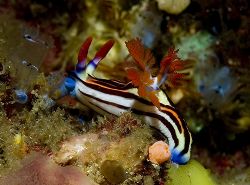 Nudi in Bali. 2006 by Chris Wildblood 